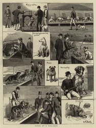 Noter ved et hundeudstilling